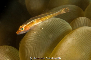 bubble coral with gobi by Antonio Venturelli 